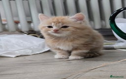 Scottish Fold cats for sale: Gorgeous fluffy Scottish Fold x DSH kittens - Image 1