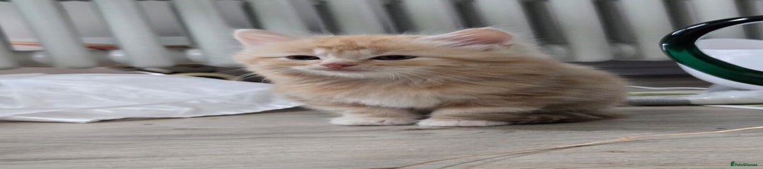 Kitten 1