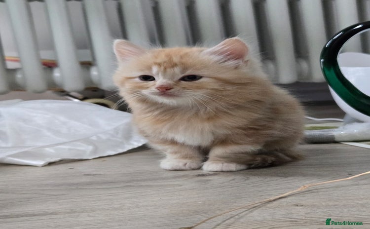Scottish Fold cats - Advert 14