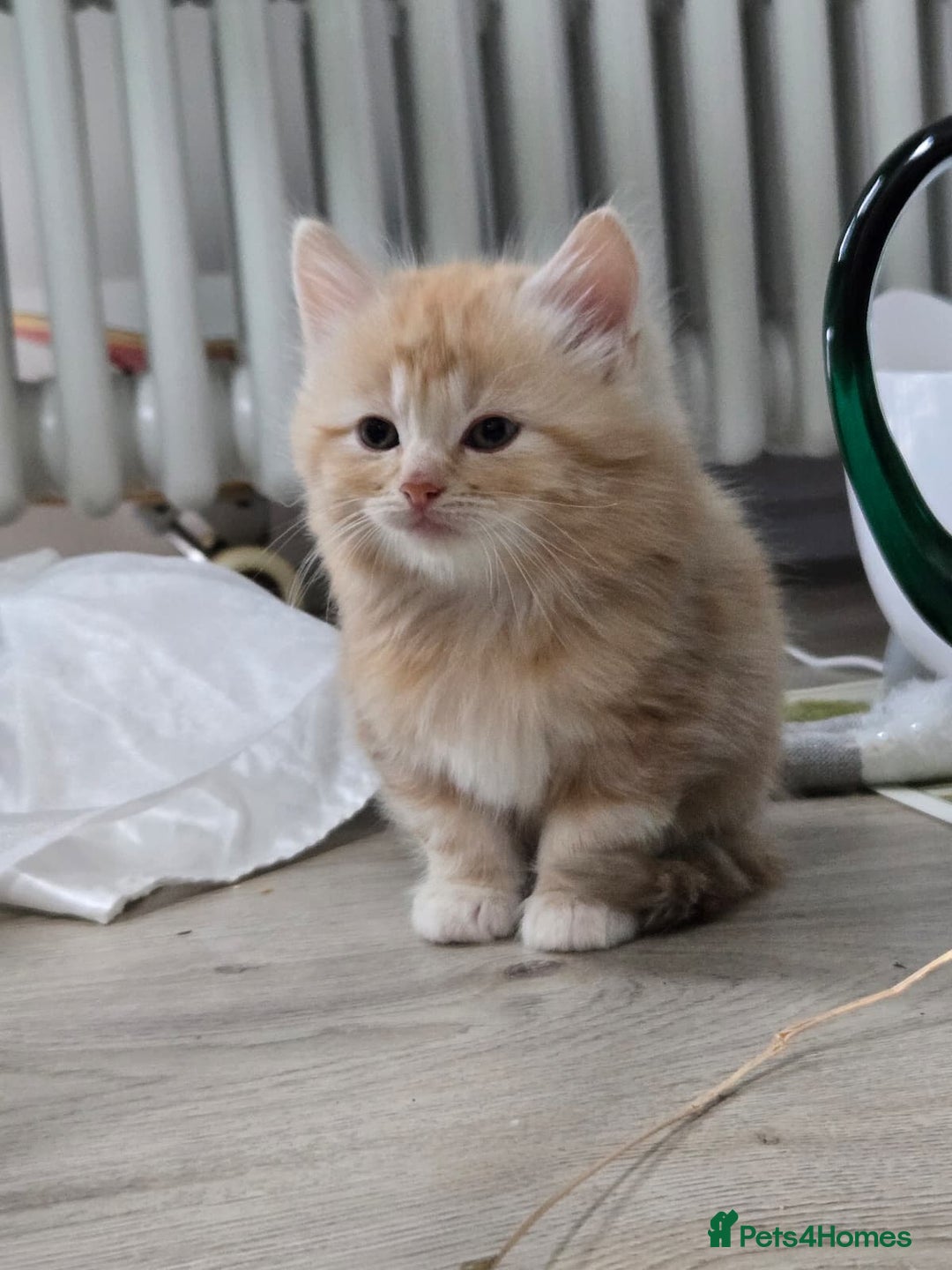 Scottish Fold cats for sale: Gorgeous fluffy Scottish Fold x DSH kittens - Image 1