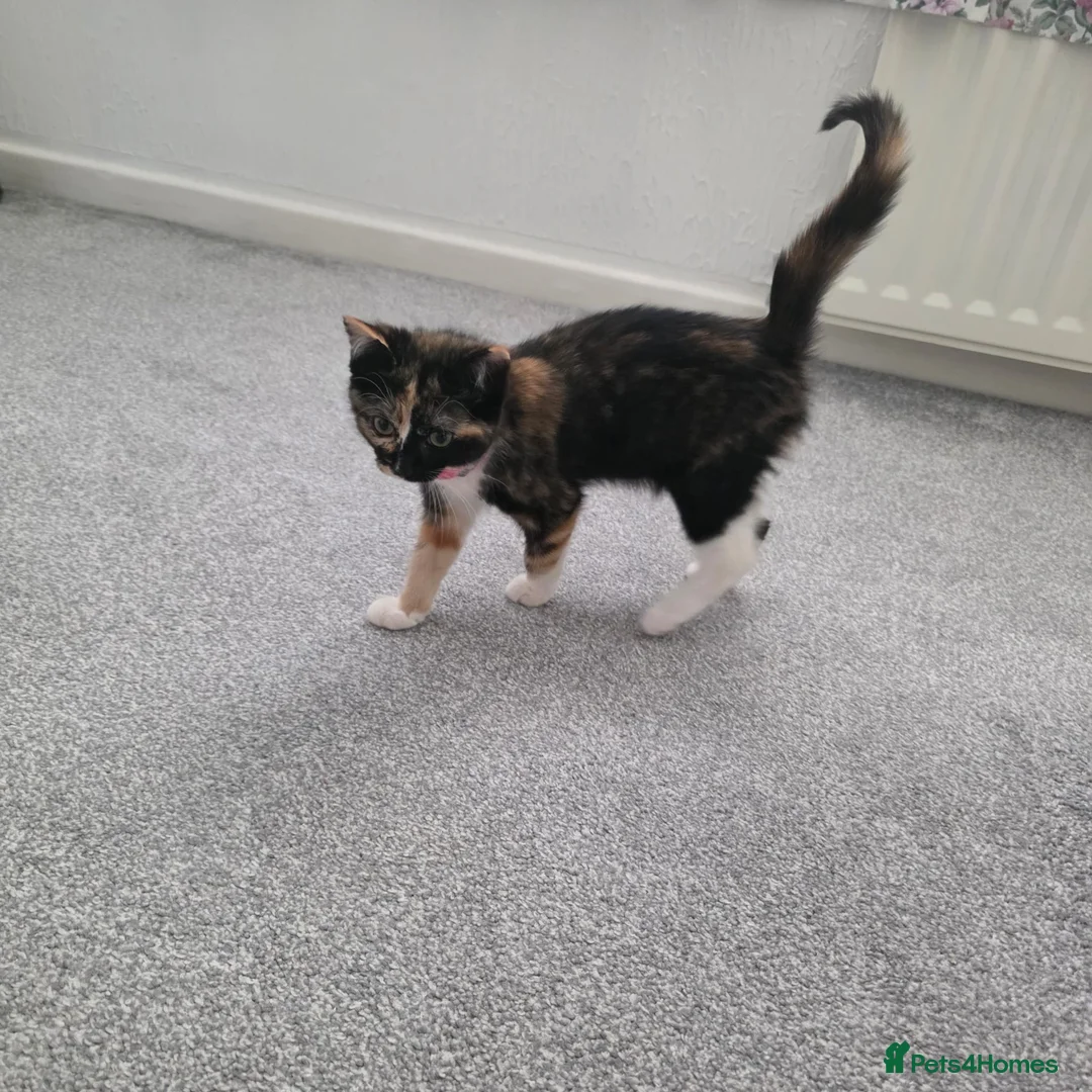Ragdoll cats for sale: Beautiful Ragdoll x Norwegian Forest Female Kitten in Barnsley - Advert 2