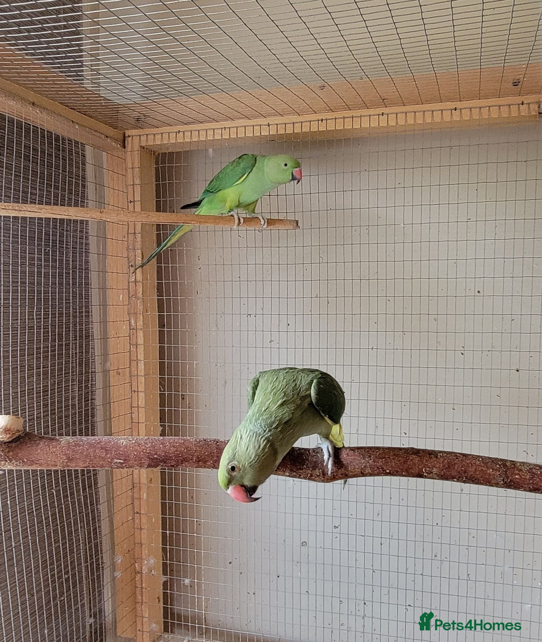 Ringnecks birds Juveniles ringnecks - Advert 1