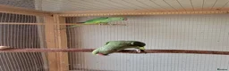 Ringnecks birds for sale: Juveniles ringnecks - Advert 1