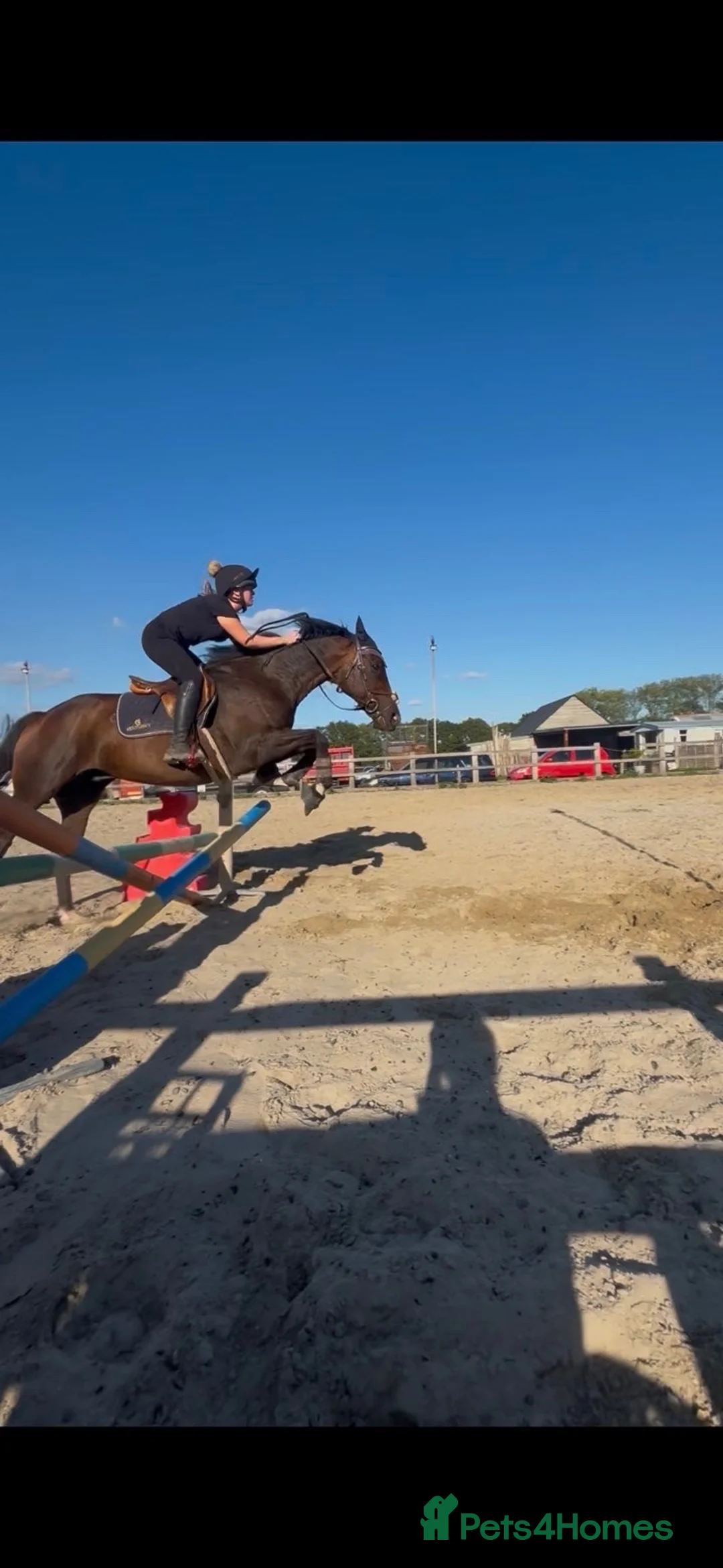 English Thoroughbred horses for sale: A real confidence giver  - Advert 2