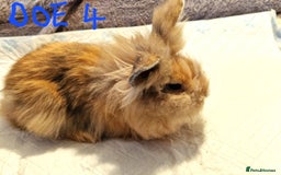Lionhead rabbits for sale: Mini Lionhead Crossed - Image 4