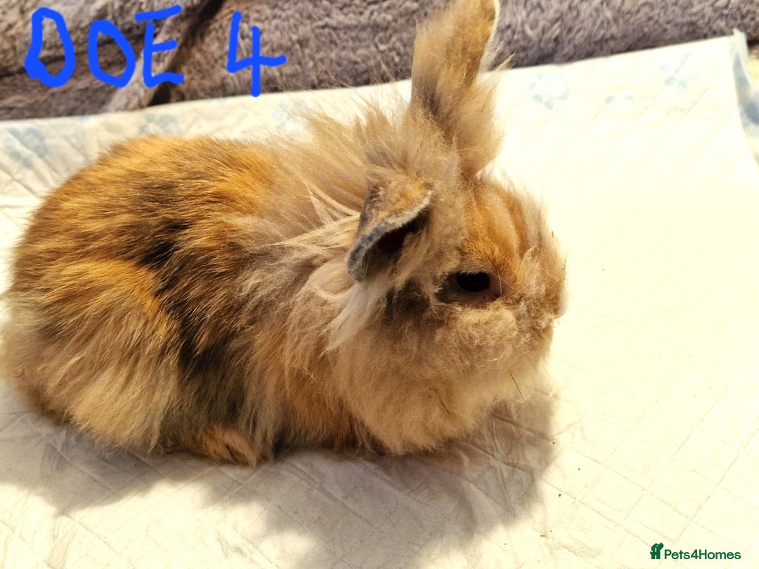 Lionhead rabbits for sale: Mini Lionhead Crossed - Image 4