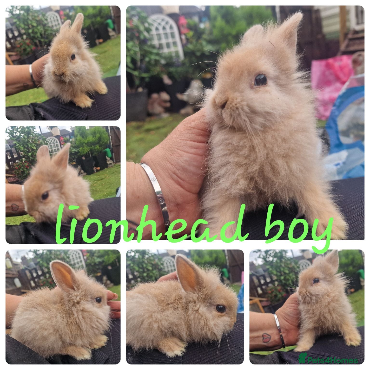 Lionhead rabbits Lionhead babies  - Advert 14
