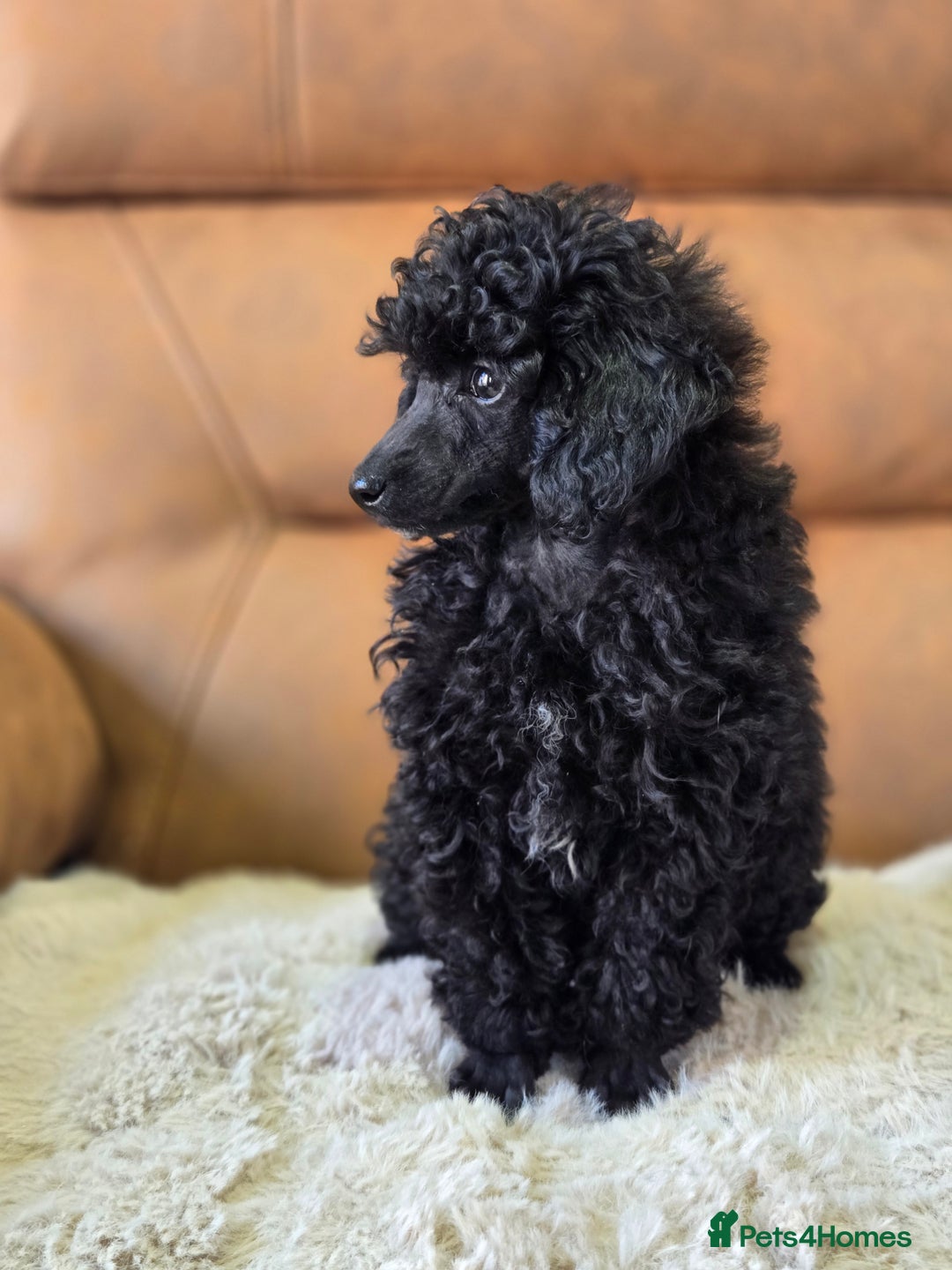 Toy Poodle dogs for sale: Stunning tiny Black girl Toy Poodle - Image 12