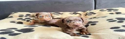 Dachshund dogs for sale: Dachshund  in Nelson - Advert 2