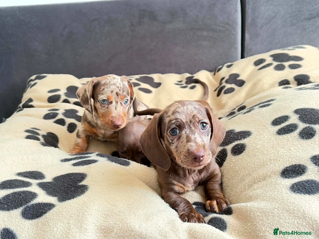 Dachshund dogs for sale: Dachshund  in Nelson - Advert 2