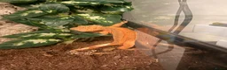 Gecko reptiles for sale: Female confetti Dalmatian crested gecko - Advert 1