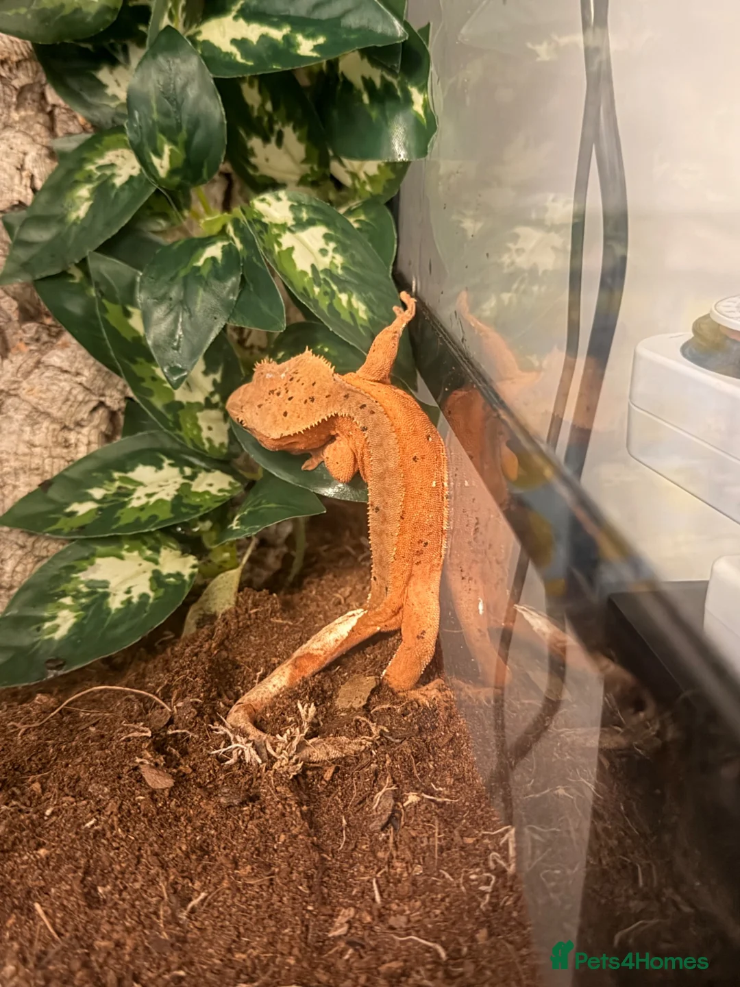 Gecko reptiles for sale: Female confetti Dalmatian crested gecko - Advert 1