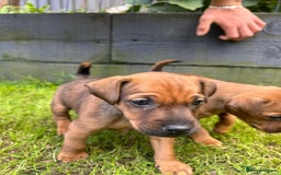 Mixed Breed dogs for sale: Border terrier x patterdale puppies  - Image 2