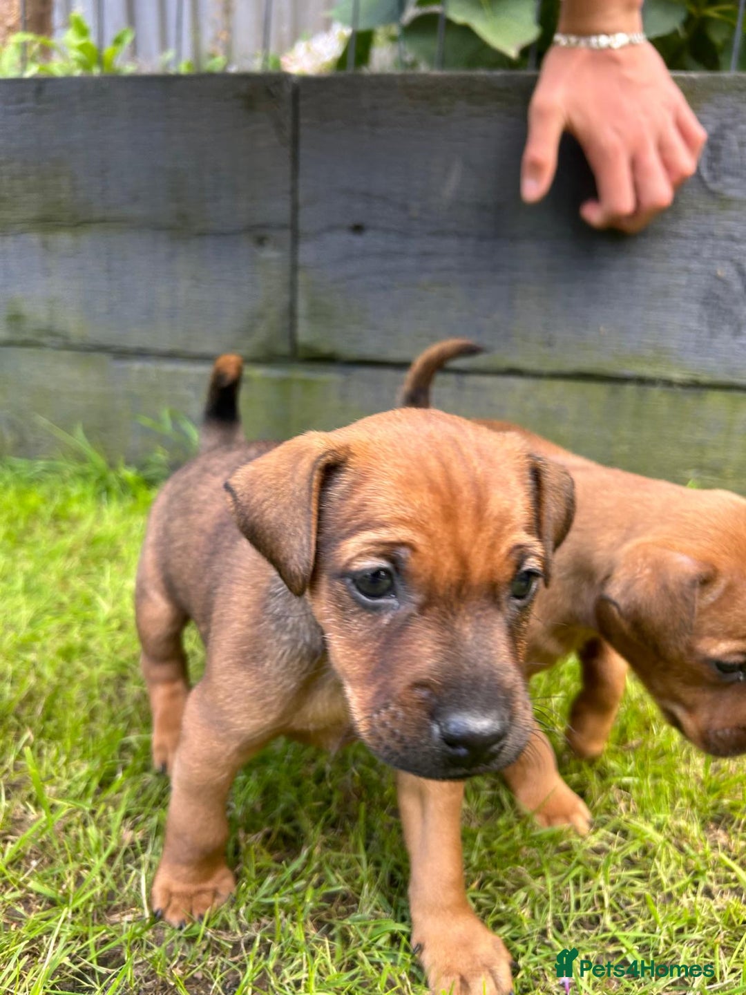 Mixed Breed dogs for sale: Border terrier x patterdale puppies  - Image 2