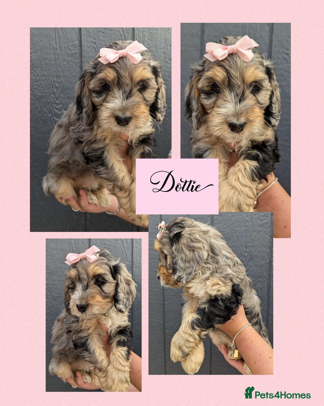 Cockapoo dogs for sale:  Ready Now Beautiful F1 cockapoos  - Image 2