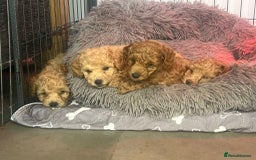 Toy Poodle dogs for sale: KC Registered Toy Poodle Treasures  - Image 7