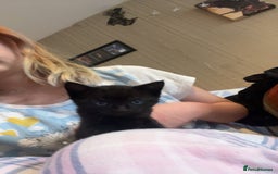 Mixed Breed cats for sale: 3 kittens for sale  - Image 8