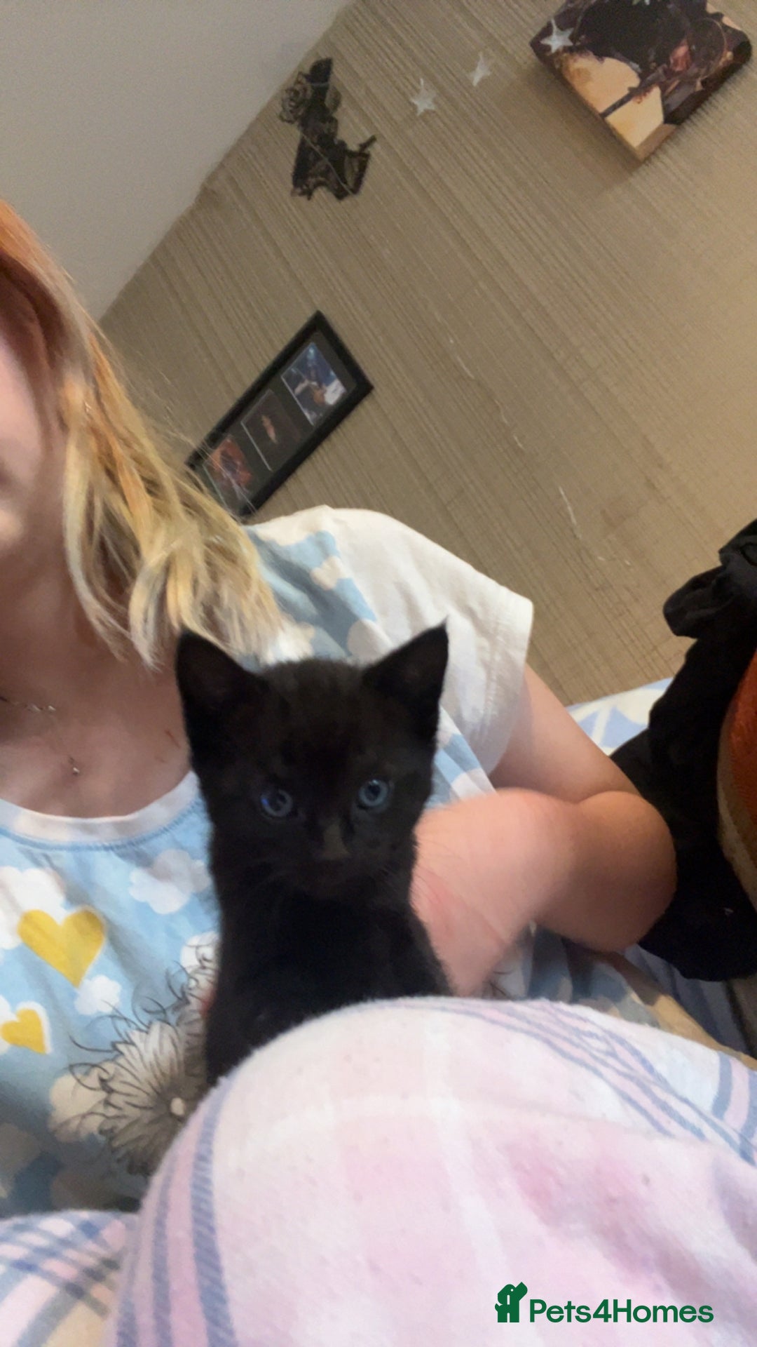 Mixed Breed cats for sale: 3 kittens for sale  - Image 8