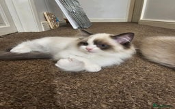 Ragdoll cats for sale: Ready now, 1 male and 3 female ragdoll kittens - Image 6