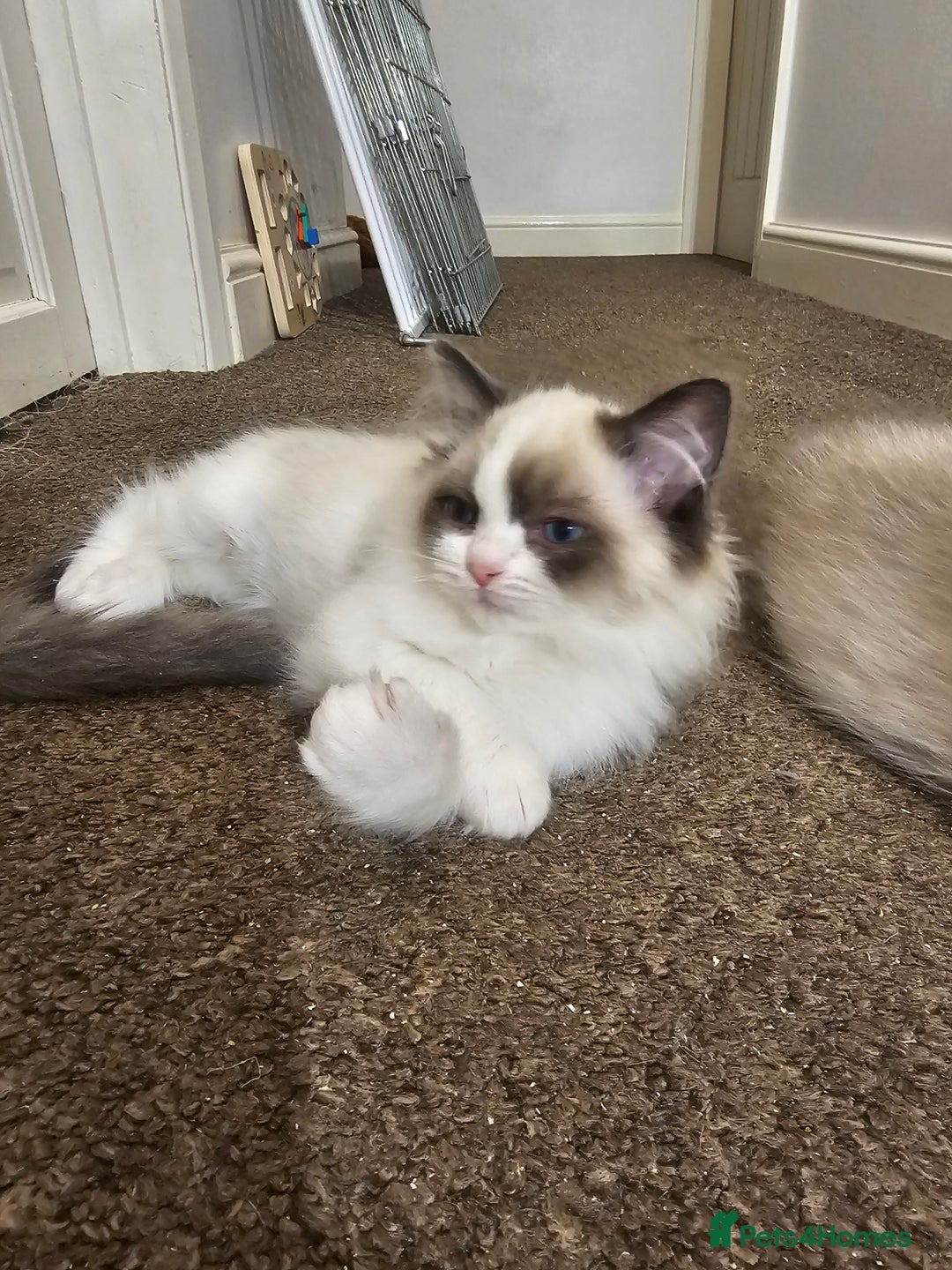 Ragdoll cats for sale: Ready now, 1 male and 3 female ragdoll kittens - Image 6