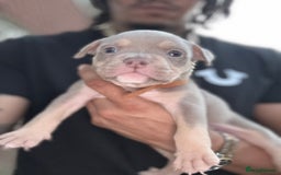 American Bully dogs for sale: American Pocket Bully Puppies (ABKC registered)  - Image 1
