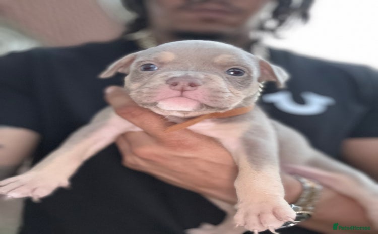 American Bully dogs - Advert 2