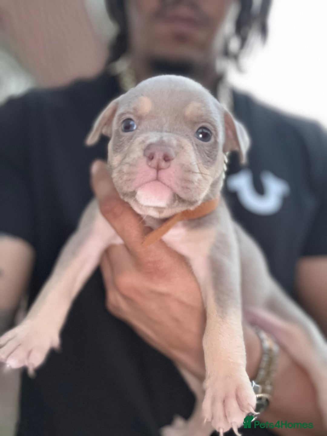 American Bully dogs for sale: American Pocket Bully Puppies (ABKC registered)  - Image 1