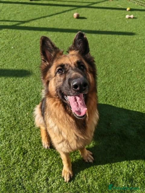 German Shepherd dogs for adoption: GOOSE - 5 year old GSD - Advert 3