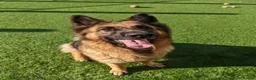 German Shepherd dogs for adoption: GOOSE - 5 year old GSD - Advert 1