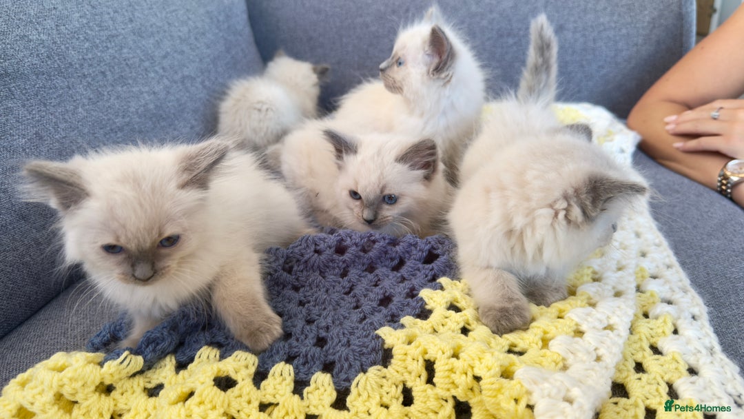 Ragdoll cats for sale: GCCF SEALPOINT RAGDOLL KITTENS - Image 1
