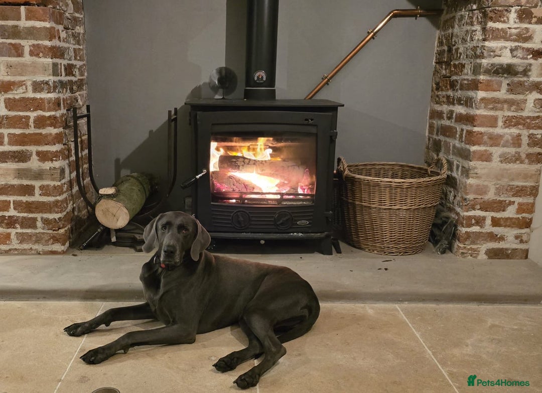 Weimaraner dogs for sale: 9 years old Winston looking for a new home  - Image 5