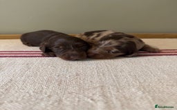 Miniature Dachshund dogs for sale: KC Long haired miniature dachshund puppies - Image 7