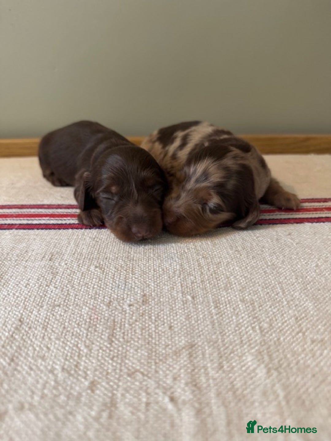 Miniature Dachshund dogs for sale: KC Long haired miniature dachshund puppies - Image 7