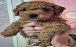 Cockapoo dogs for sale: Cockapoo F1b mini - Image 5