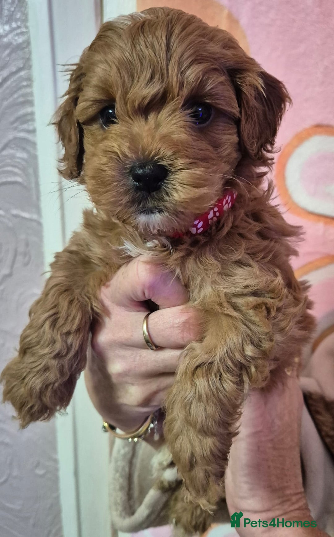 Cockapoo dogs for sale: Cockapoo F1b mini - Image 5