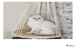 Scottish Fold cats for sale: Scottish Fold/Straight Kittens  - Image 14