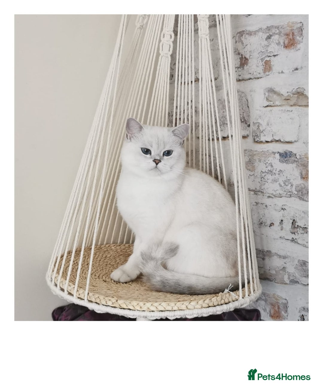 Scottish Fold cats for sale: Scottish Fold/Straight Kittens  - Image 14