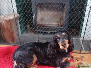 Cocker Spaniel dogs Expected litter due 12/3/26 - Advert 14