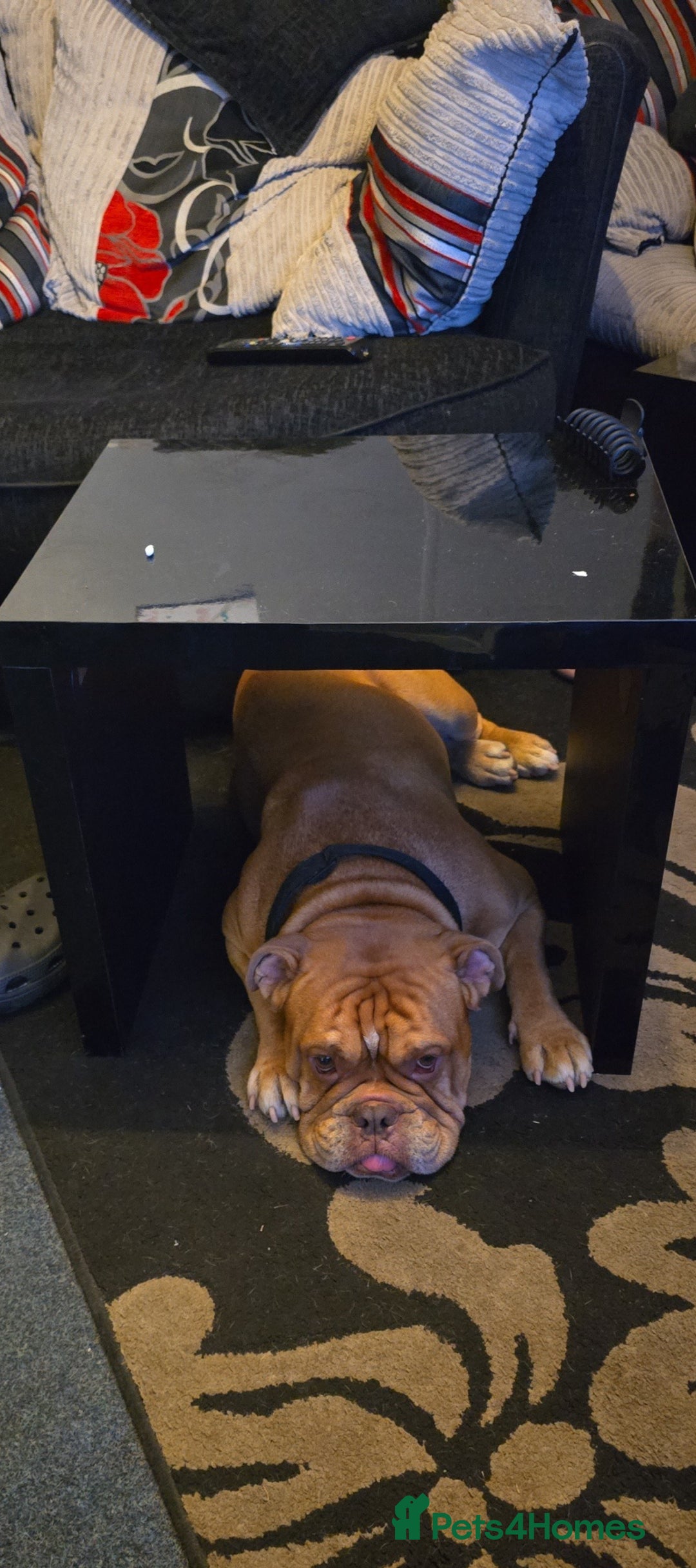 English Bulldog dogs for sale: English bulldog beautiful  - Image 4