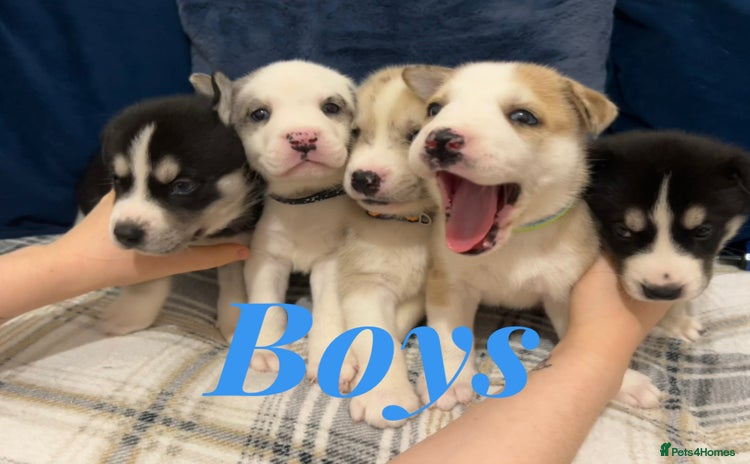 Siberian Husky dogs - Advert 14