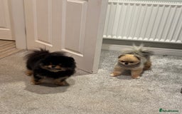 Pomeranian dogs for sale: *MINIATURE UNIQUE RARE tan toy Pomeranian boy 3yr* - Image 9