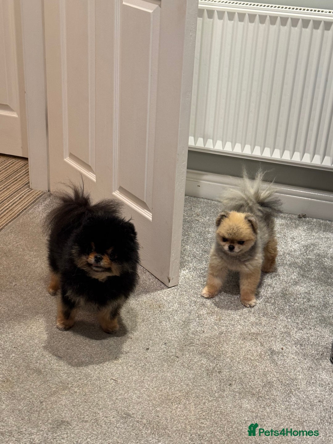 Pomeranian dogs for sale: *MINIATURE UNIQUE RARE tan toy Pomeranian boy 3yr* - Image 9