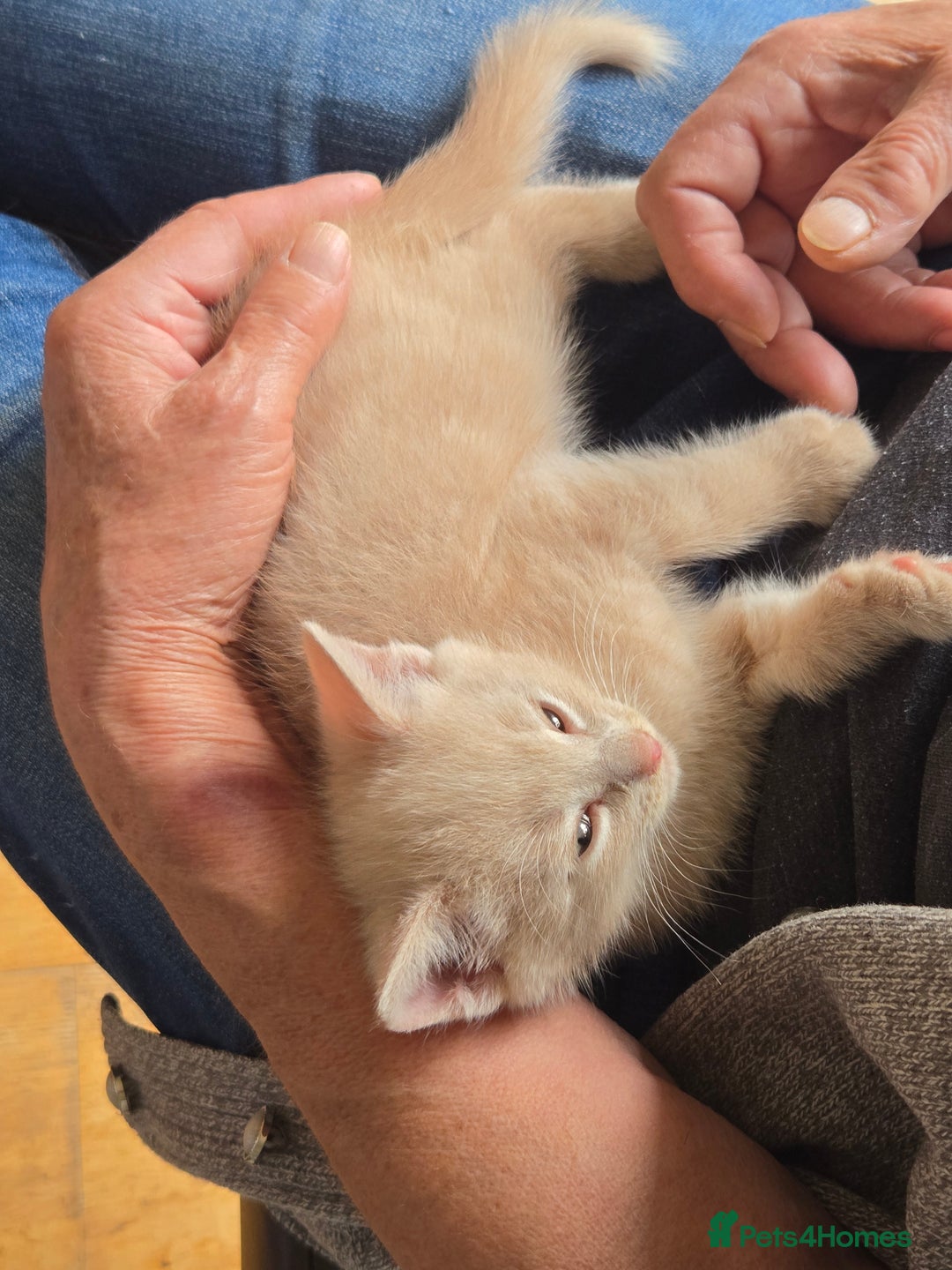 British Shorthair cats for sale: Two beautiful kittens, one male and one female  - Image 10