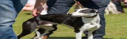 Whippet dogs for stud: Non kc whippet  in Melton Mowbray - Advert 2