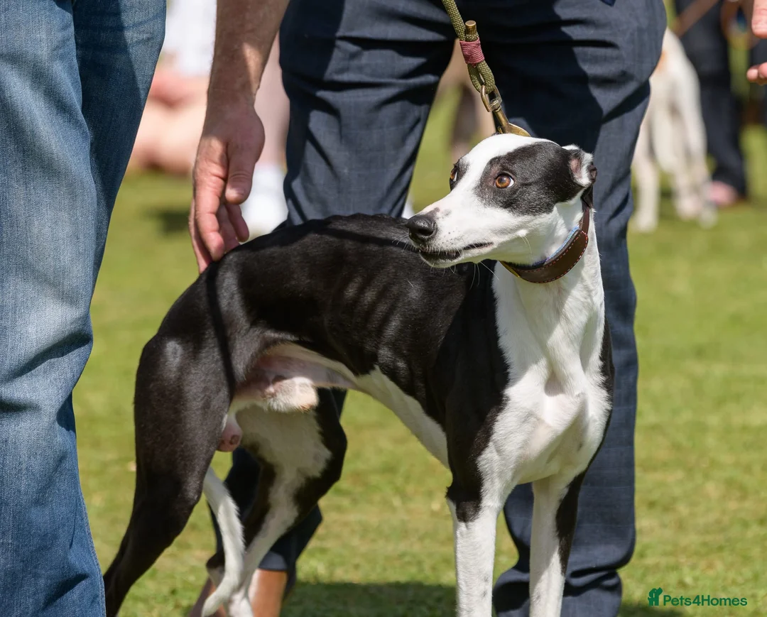 Whippet dogs for stud: Non kc whippet  in Melton Mowbray - Advert 2
