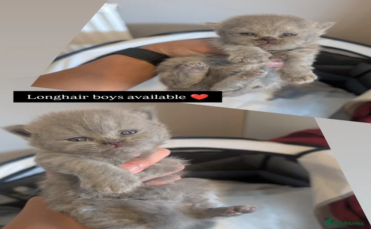British Longhair cats - Advert 6
