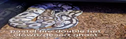 Python Snake reptiles for sale: Royal python collection for sale - Advert 6