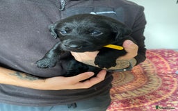Mixed Breed dogs for sale: Beautiful pointer lab puppies!  - Image 21