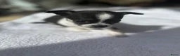 Chihuahua dogs for sale: Puppies - Advert 23