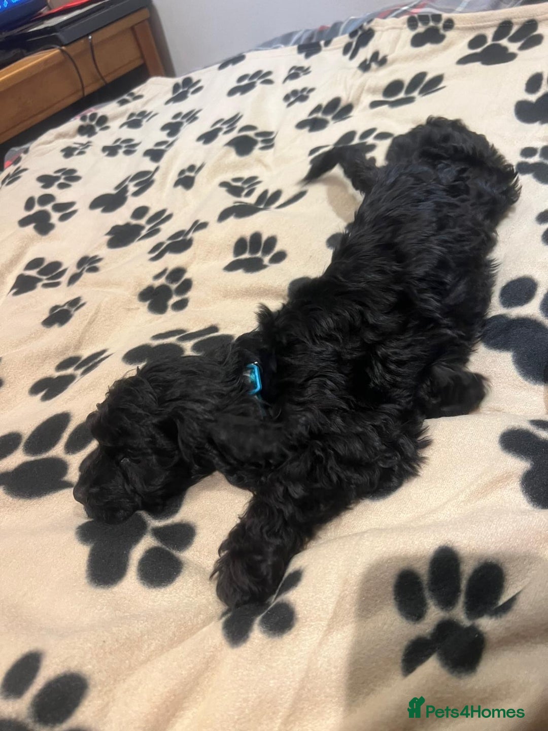 Cockapoo dogs for sale: Cocker spaniel/ cocapoo  - Advert 7